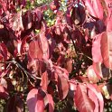 Euonymus hamiltonianus var.yedoensis P1A (2)